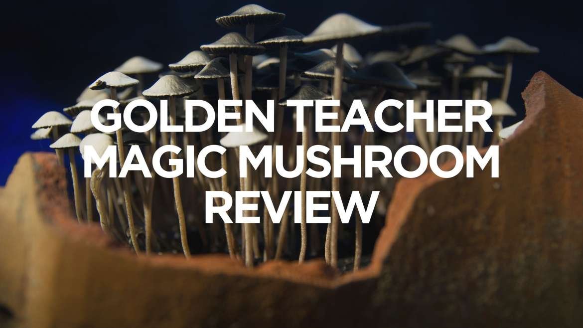 Golden Teacher Magic Mushroom Review